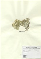 藏品(波氏粉枝藻)的圖片